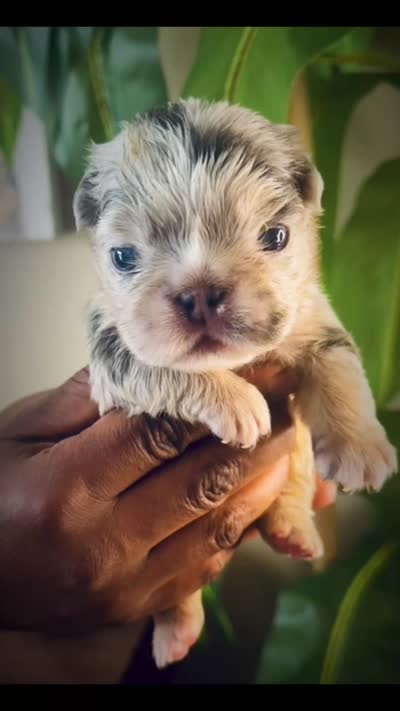 Mrs. Pound Cakes , a female French Bulldog for sale in Springfield, MO – 5 of 5