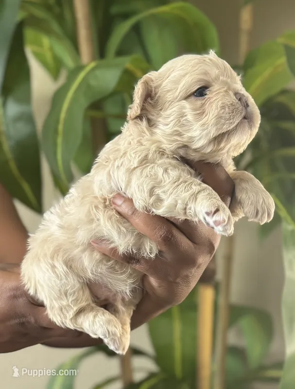 Waffles  – French Bulldog puppy for sale in Springfield, MO