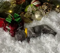 St Valantine (Visual Fluffy ), a male French Bulldog for sale in Springfield, MO – Photo 7 of 8