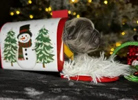 St Valantine (Visual Fluffy ), a male French Bulldog for sale in Springfield, MO – Photo 1 of 8