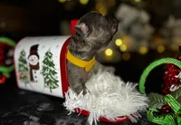 St Valantine (Visual Fluffy ), a male French Bulldog for sale in Springfield, MO – Photo 3 of 8