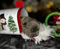 St Valantine (Visual Fluffy ), a male French Bulldog for sale in Springfield, MO – Photo 5 of 8