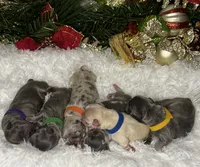 St Valantine (Visual Fluffy ), a male French Bulldog for sale in Springfield, MO – Photo 8 of 8