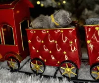 St Valantine (Visual Fluffy ), a male French Bulldog for sale in Springfield, MO – Photo 6 of 8