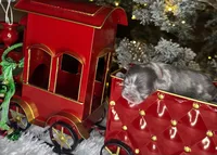 Kisses (Visual Fluffy), a female French Bulldog for sale in Springfield, MO – Photo 7 of 8