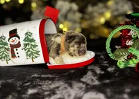 Kisses (Visual Fluffy), a female French Bulldog for sale in Springfield, MO – Photo 6 of 8