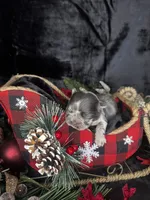 Kisses (Visual Fluffy), a female French Bulldog for sale in Springfield, MO – Photo 8 of 8