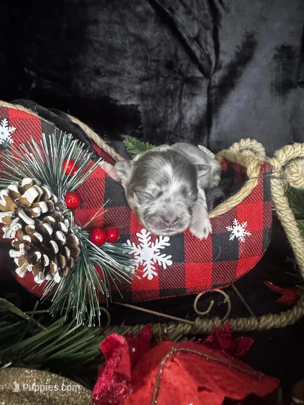 Kisses (Visual Fluffy)