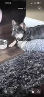 Millie , a female French Bulldog for sale in Springfield, MO – 2 of 2