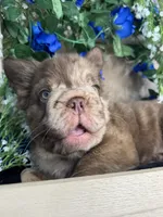 Ralo, a male French Bulldog for sale in Springfield, MO – 4 of 8