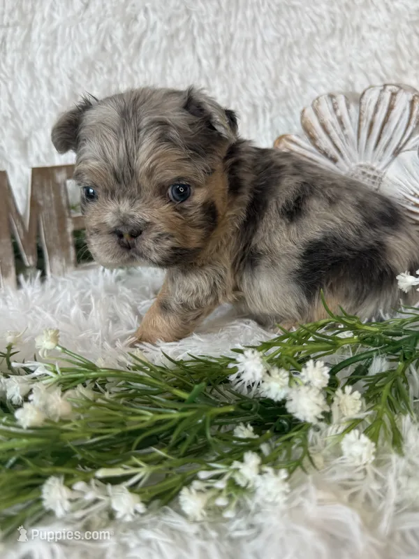 Twix – French Bulldog puppy for sale in Springfield, MO