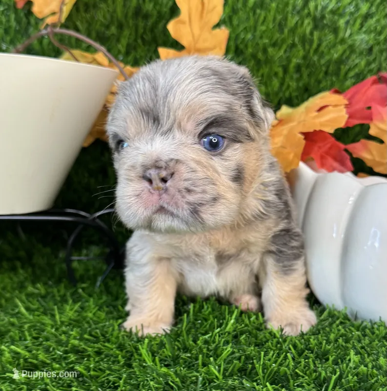 Mr. Wiggles  – French Bulldog puppy for sale in Springfield, MO