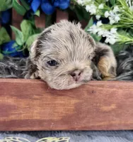 Twix, a male French Bulldog for sale in Springfield, MO – 2 of 3