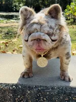 BRICK HOUSE ( STUD SERVICE) , a male French Bulldog for sale in Springfield, MO – 3 of 3