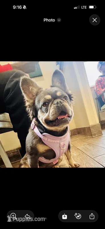 Millie  – French Bulldog puppy for sale in Springfield, MO
