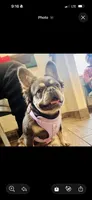Millie , a female French Bulldog for sale in Springfield, MO – 1 of 2