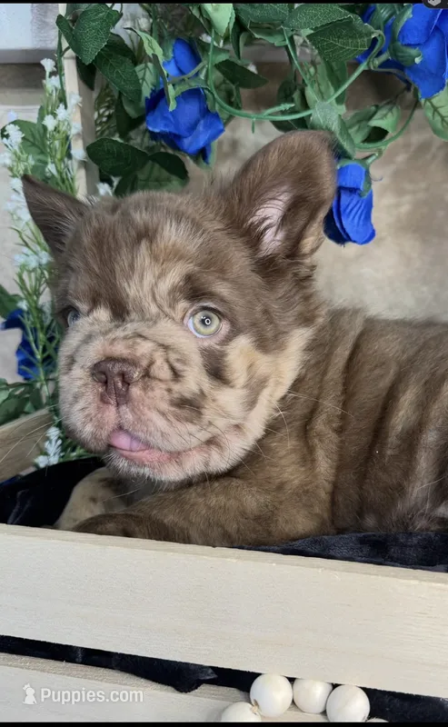 Scar Face  – French Bulldog puppy for sale in Springfield, MO
