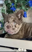 Scar Face , a male French Bulldog for sale in Springfield, MO – 1 of 7
