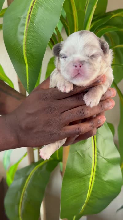 Mrs. Butterscotch , a female French Bulldog for sale in Springfield, MO – 6 of 6
