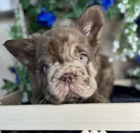 Ralo, a male French Bulldog for sale in Springfield, MO – 5 of 8