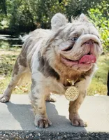 BRICK HOUSE ( STUD SERVICE) , a male French Bulldog for sale in Springfield, MO – 2 of 3