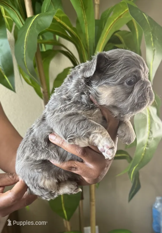 Mr.Flapjack – French Bulldog puppy for sale in Springfield, MO