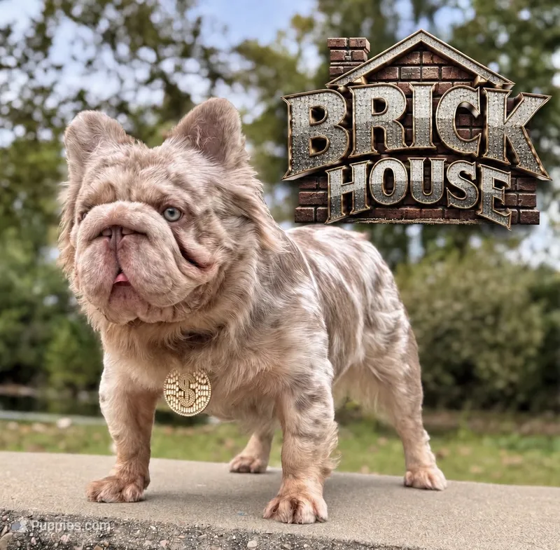 BRICK HOUSE ( STUD SERVICE)  – French Bulldog puppy for sale in Springfield, MO