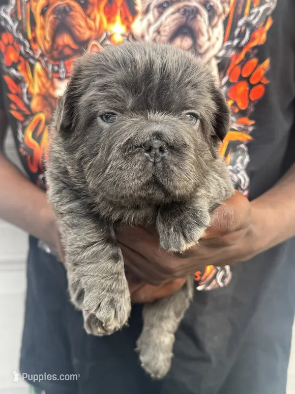 Pluto – French Bulldog puppy for sale in Springfield, MO