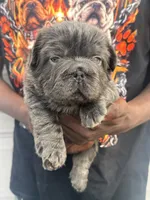Pluto, a male French Bulldog for sale in Springfield, MO – 1 of 3