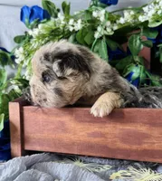 Mr. Wiggles , a male French Bulldog for sale in Springfield, MO – 2 of 6