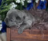 EROS, a male French Bulldog for sale in Springfield, MO – Photo 5 of 7