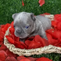 EROS, a male French Bulldog for sale in Springfield, MO – Photo 2 of 7