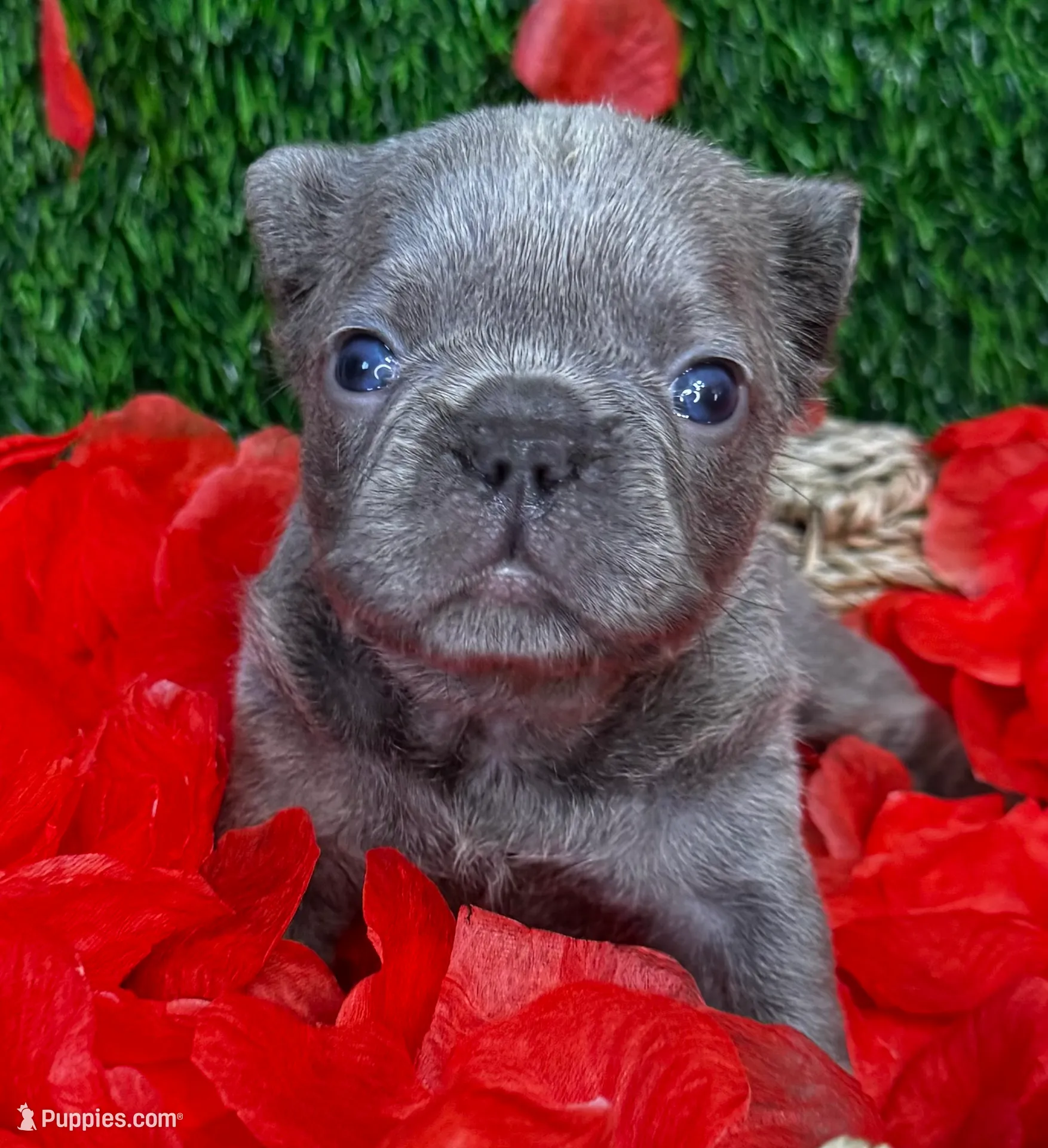 nashville dog photography — Blog — Nashville Dog Photographer | Mandy  Whitley Photography, image size:1754x1920