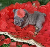 EROS, a male French Bulldog for sale in Springfield, MO – Photo 6 of 7