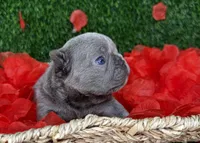 EROS, a male French Bulldog for sale in Springfield, MO – Photo 4 of 7