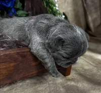 EROS, a male French Bulldog for sale in Springfield, MO – Photo 7 of 7