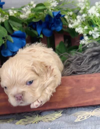 Waffles , a male French Bulldog for sale in Springfield, MO – 5 of 5
