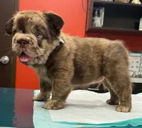 Ralo, a male French Bulldog for sale in Springfield, MO – 6 of 8