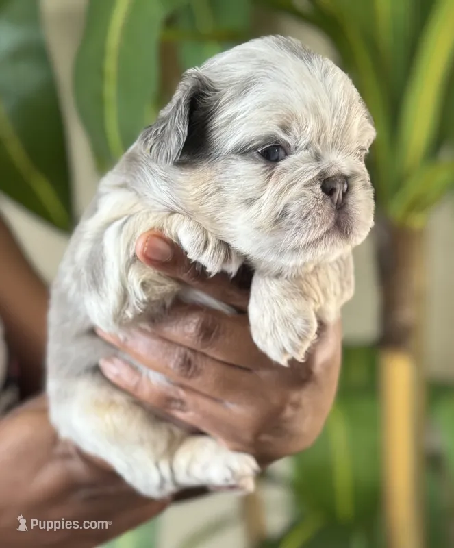 Mrs. Butterscotch  – French Bulldog puppy for sale in Springfield, MO
