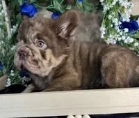 Scar Face , a male French Bulldog for sale in Springfield, MO – 5 of 7