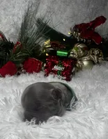 Romeo (Visual Fulffy), a male French Bulldog for sale in Springfield, MO – Photo 5 of 7