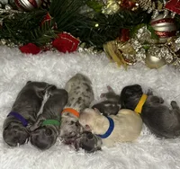 Romeo (Visual Fulffy), a male French Bulldog for sale in Springfield, MO – Photo 6 of 7