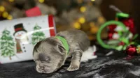 Romeo (Visual Fulffy), a male French Bulldog for sale in Springfield, MO – Photo 1 of 7