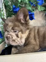 Ralo, a male French Bulldog for sale in Springfield, MO – 3 of 8