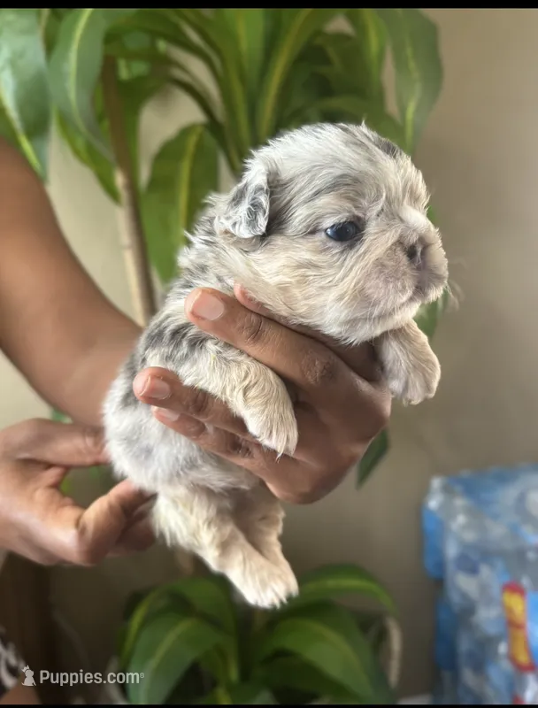 Mrs. Pound Cakes  – French Bulldog puppy for sale in Springfield, MO