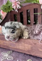 Mrs. Pound Cakes , a female French Bulldog for sale in Springfield, MO – 2 of 5