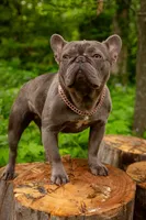 Harlie, a female French Bulldog for sale in Springfield, MO – Photo 1 of 5