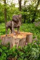 Harlie, a female French Bulldog for sale in Springfield, MO – Photo 3 of 5