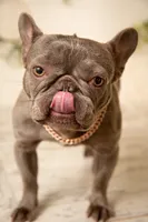 Harlie, a female French Bulldog for sale in Springfield, MO – Photo 5 of 5