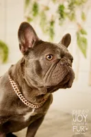 Harlie, a female French Bulldog for sale in Springfield, MO – Photo 4 of 5